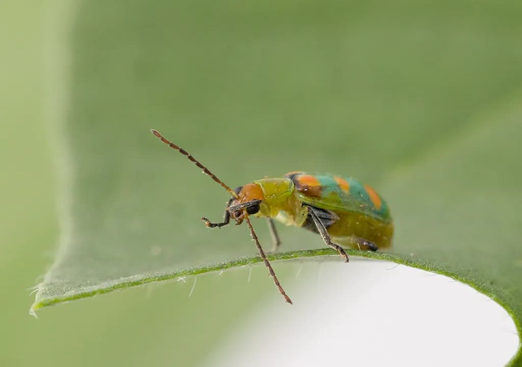 Coleta de Insetos a campo