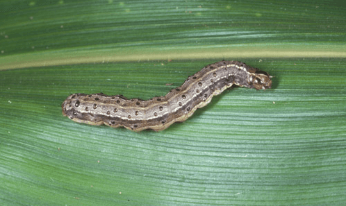 Guia Rápido #6: Spodoptera frugiperda, a mais importante Spodoptera em milho.