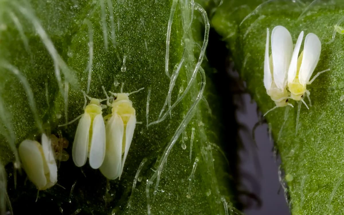 Guia Rápido #7: Mosca-branca (Bemisia tabaci) – Um dos insetos-praga mais importantes na agricultura mundial.