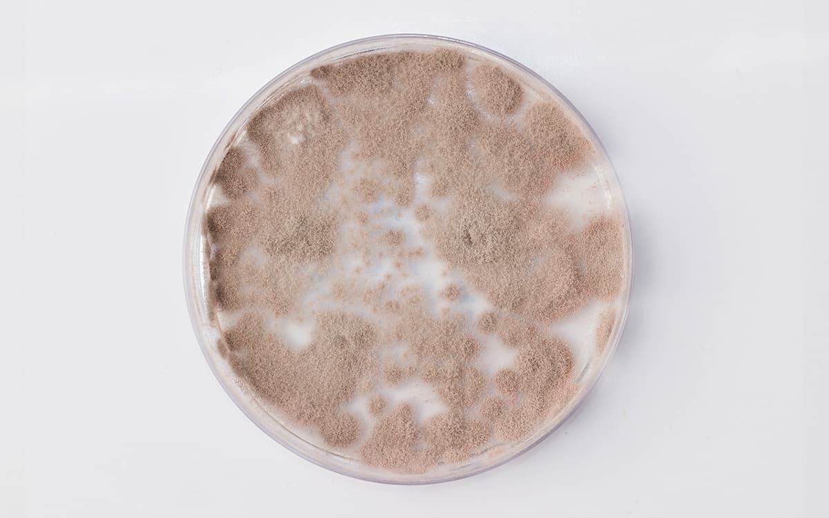 Como são descobertos os inimigos naturais para Controle Biológico? Como são descobertos os inimigos naturais para Controle Biológico?